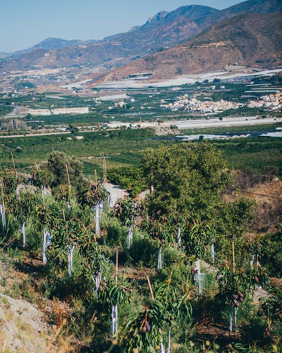 Producción ecológica