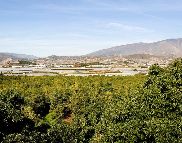 Cultivos ecológicos en la costa tropical de granada