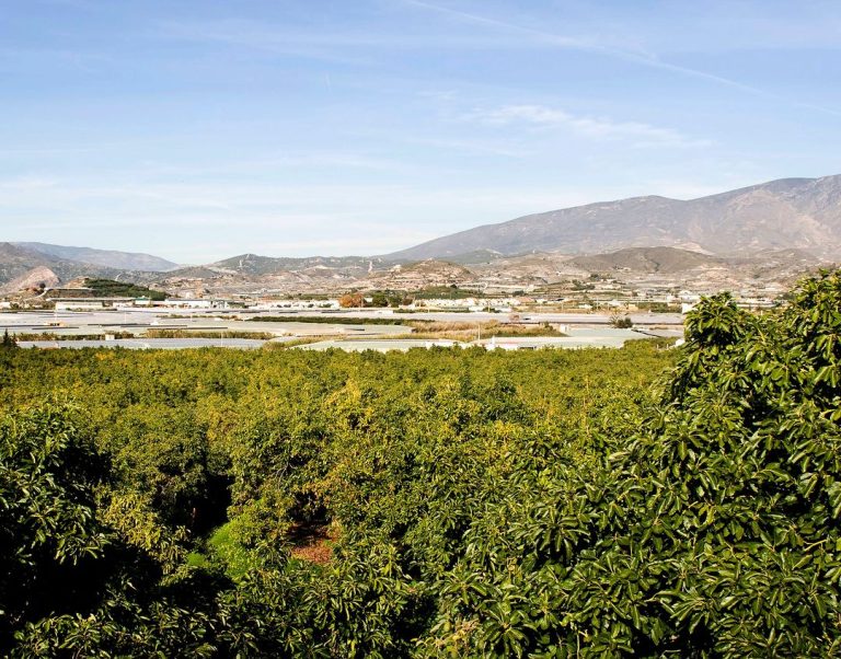 Cultivos ecológicos en la costa tropical de granada