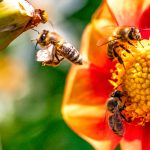 Polinización natural con abejas