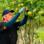 Punto de maduración óptimo para la tienda ecológica online