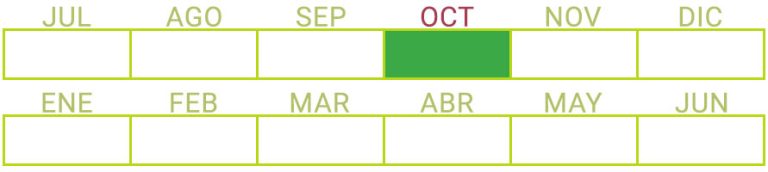 Calendario de Producción de Aguacate Bacon