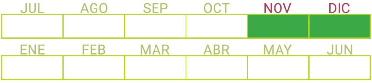 Calendario de Producción de Aguacate Fuerte