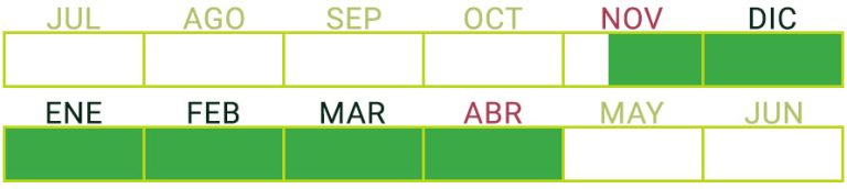 Calendario de Producción de Aguacate Hass