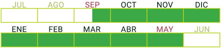 Calendario de Producción de Berenjena