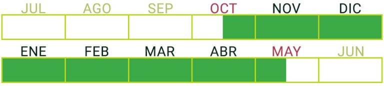 Calendario de Producción de Calabacín