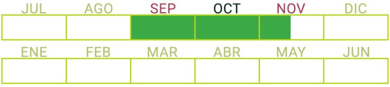 Calendario de Producción de Mango