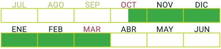 Calendario de Producción de Pepino Corto