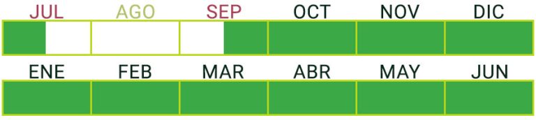 Calendario de Producción de Pepino Largo
