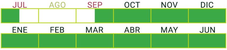 Calendario de Producción de Pepino Largo