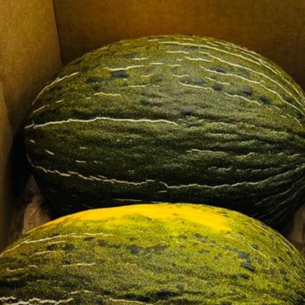 Melones “Piel de Sapo” (7-8kg) - Imagen 3