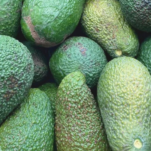 Aguacates de Viento (4Kg) - Imagen 2