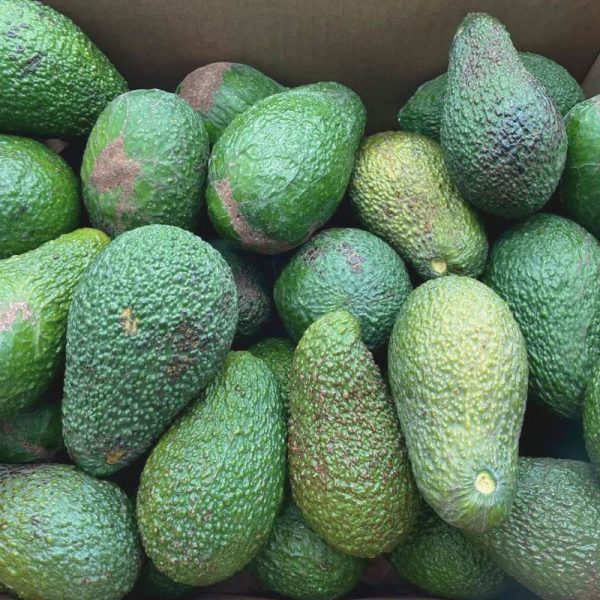 Aguacates de Viento (4Kg)