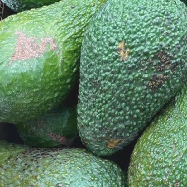 Aguacates de Viento (4Kg) - Imagen 3