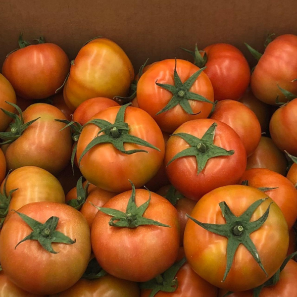 Tomate Beef (8Kg) - Imagen 4