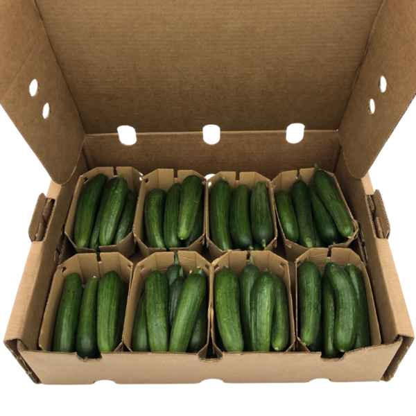 Pepino Snack (2kg) - Imagen 3